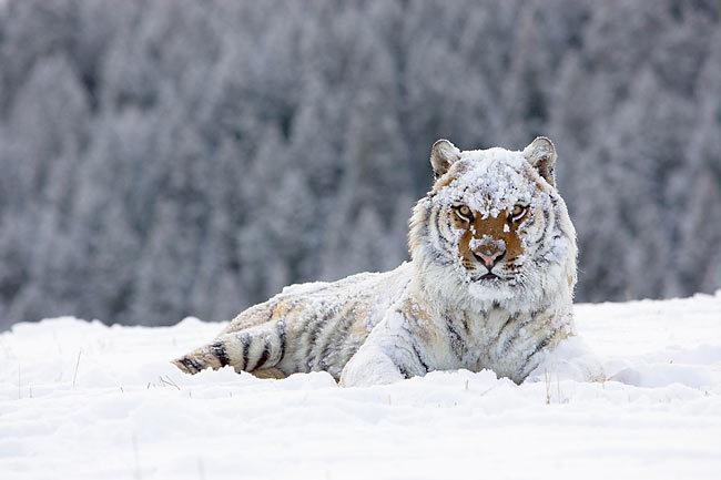 Tiger in the Snow
