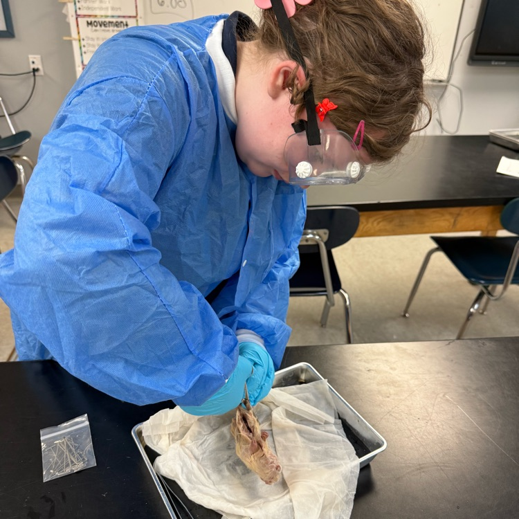 dissection