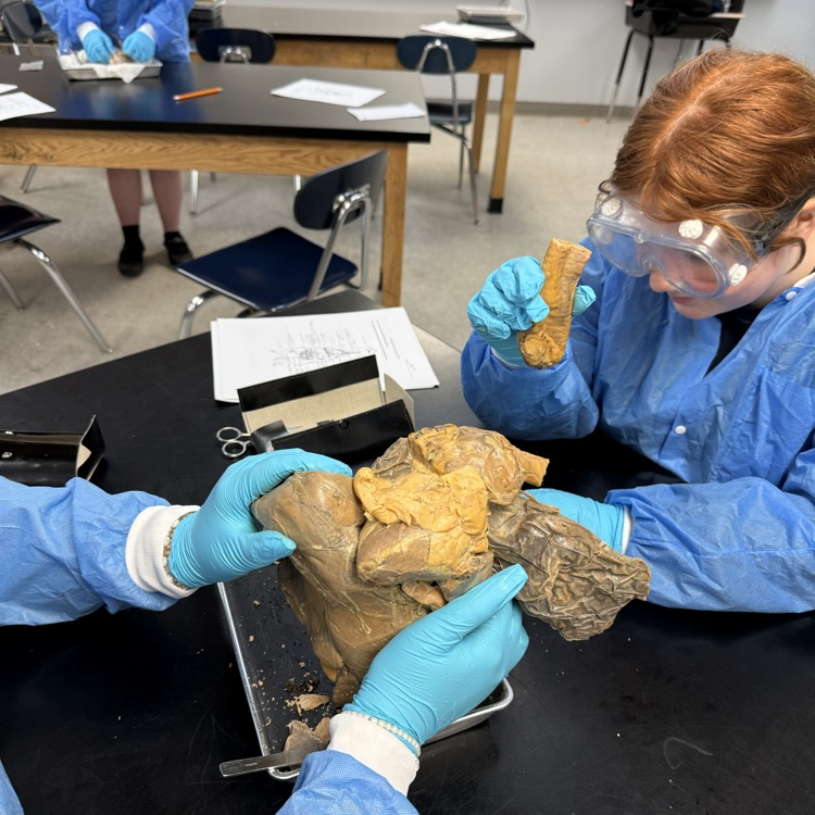 dissection