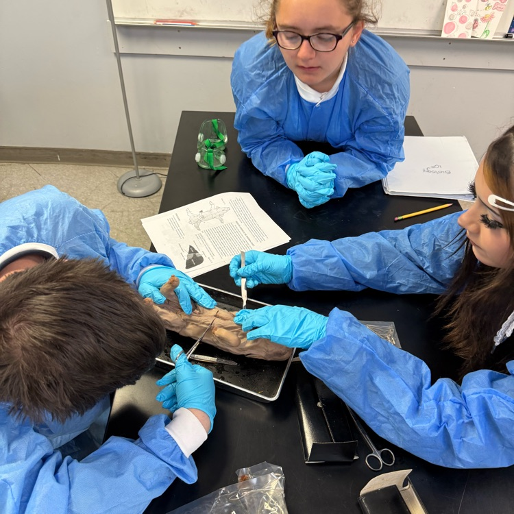 dissection