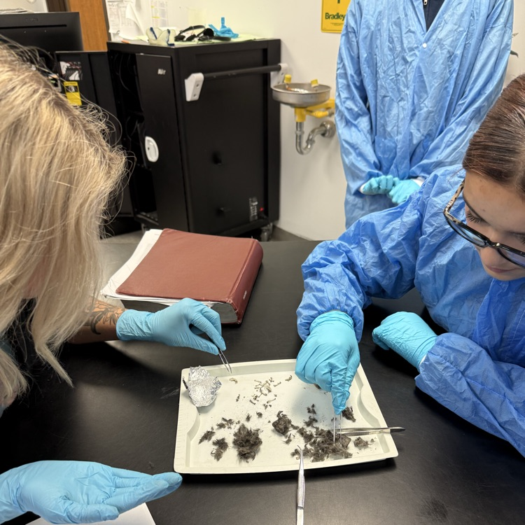 dissection