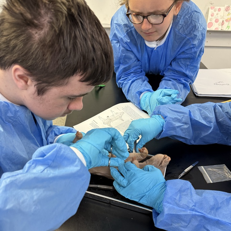 dissection