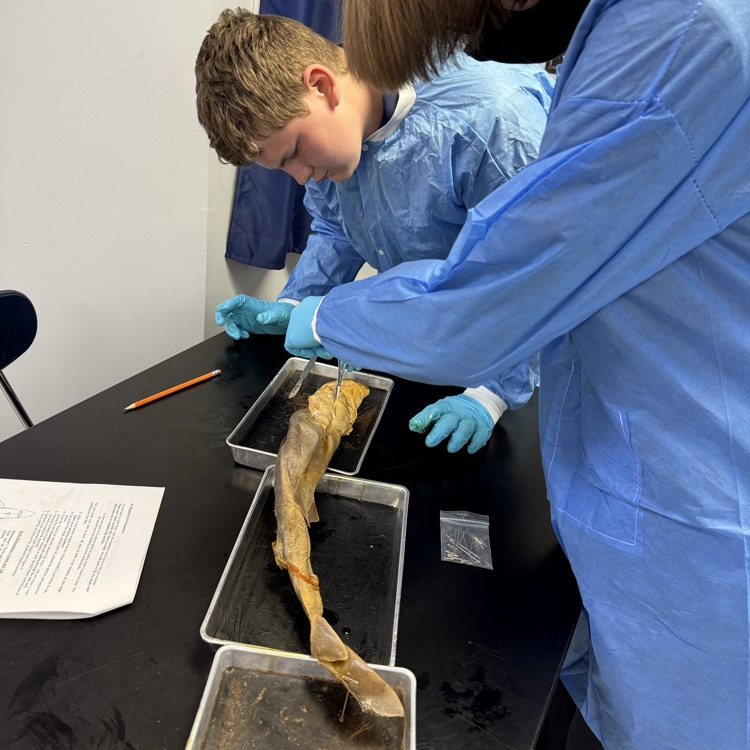 dissection