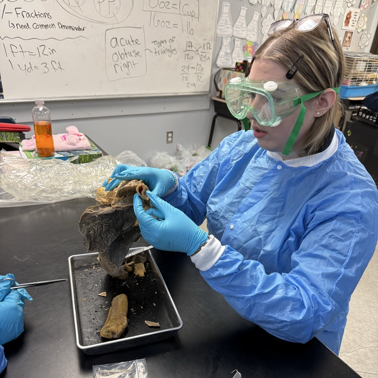 dissection