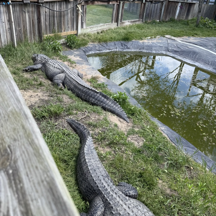 alligator sanctuary