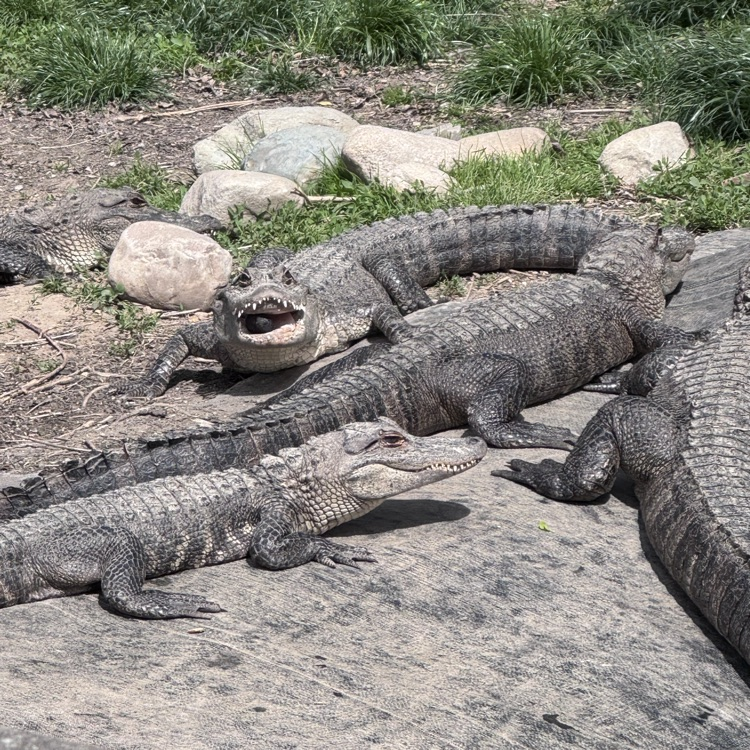 alligator sanctuary