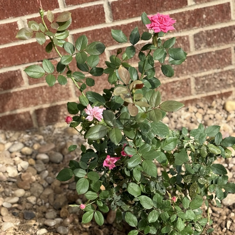 roses
