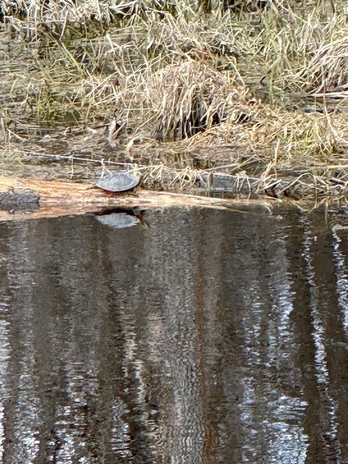 River Watch had its first sampling event this spring. We saw a turtle sunbathing and collected data on the quality of the local Middle River.