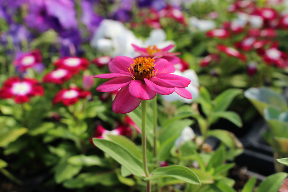 Flowers