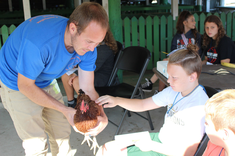 Students see roosters and chickens.