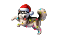 Husky in Christmas had and Christmas lights