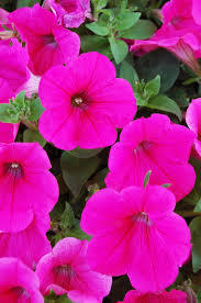 Bright Pink Petunias