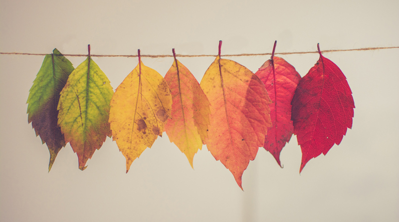 Fall Leaves