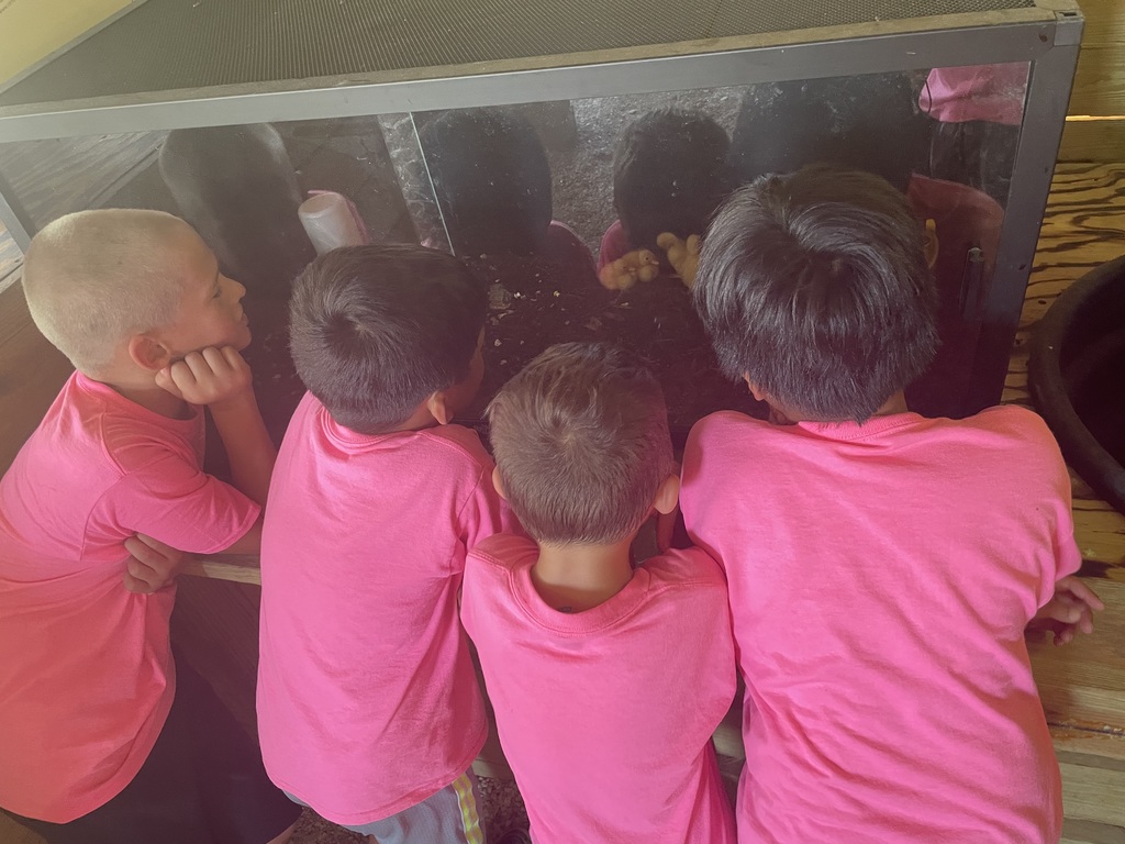 Pinewood Extended Day campers visit Hobe Sound Farms