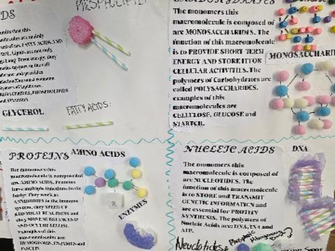 Macromolecules Pre-AICE Biology Study @MCHS