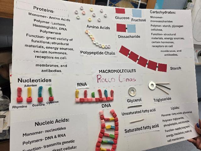 Macromolecules Pre-AICE Biology Study @MCHS