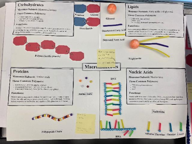 Macromolecules Pre-AICE Biology Study @MCHS