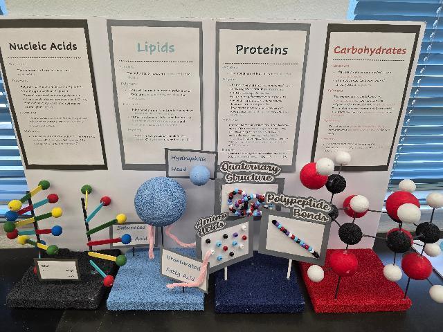 Macromolecules Pre-AICE Biology Study @MCHS