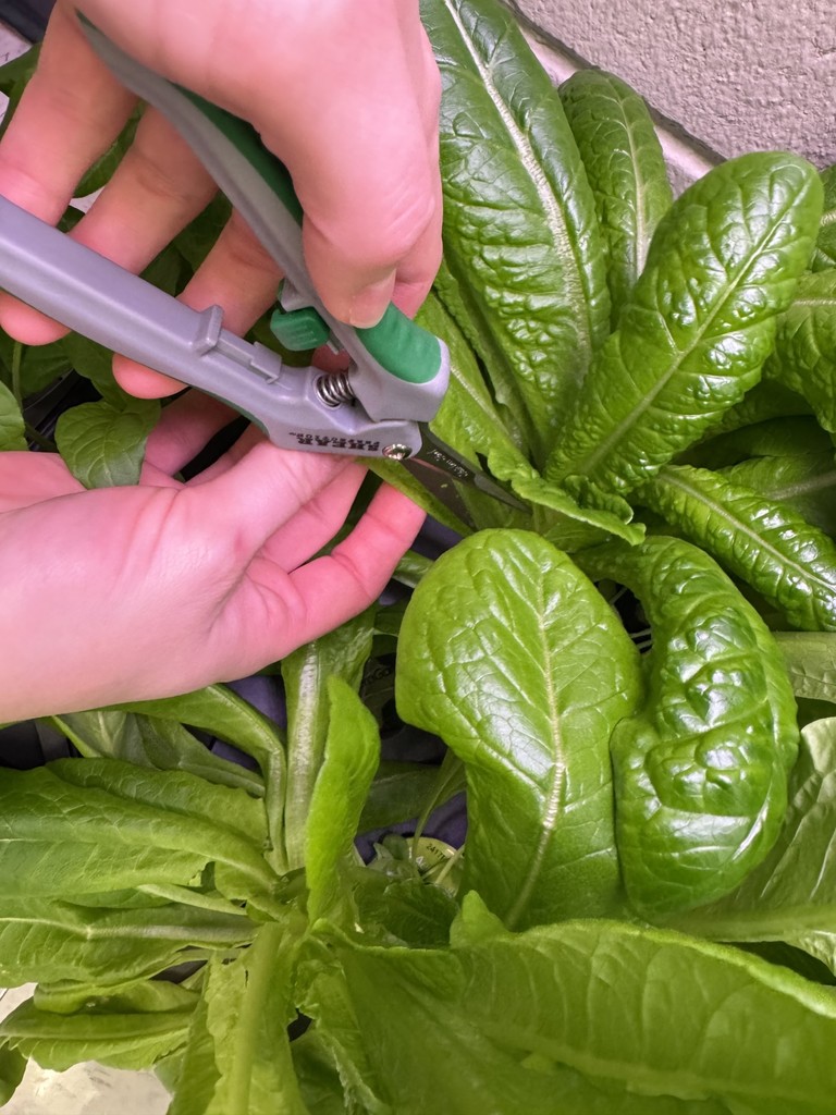 SWE classroom to lunch