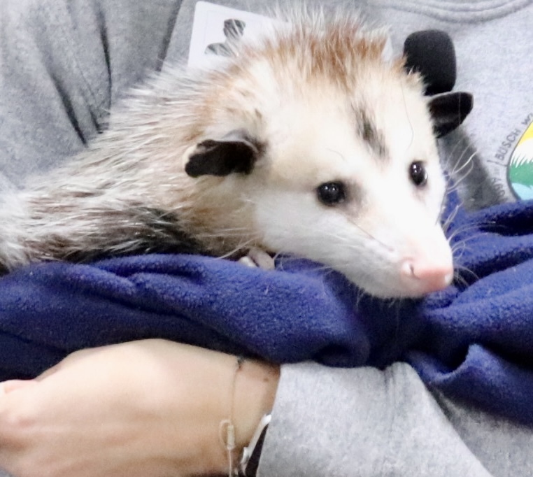 Busch Wildlife & Shark Tooth Lab