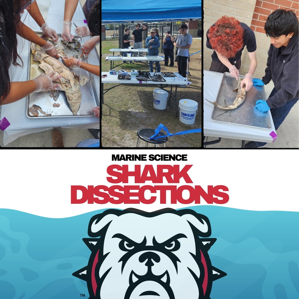 shark dissections