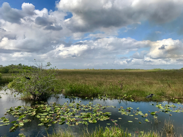 Everglades