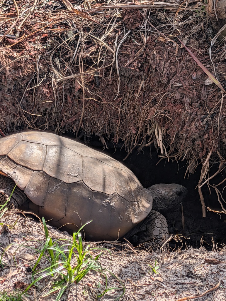 Felix, the beloved gopher tortoise at his burrow on FAWE campus