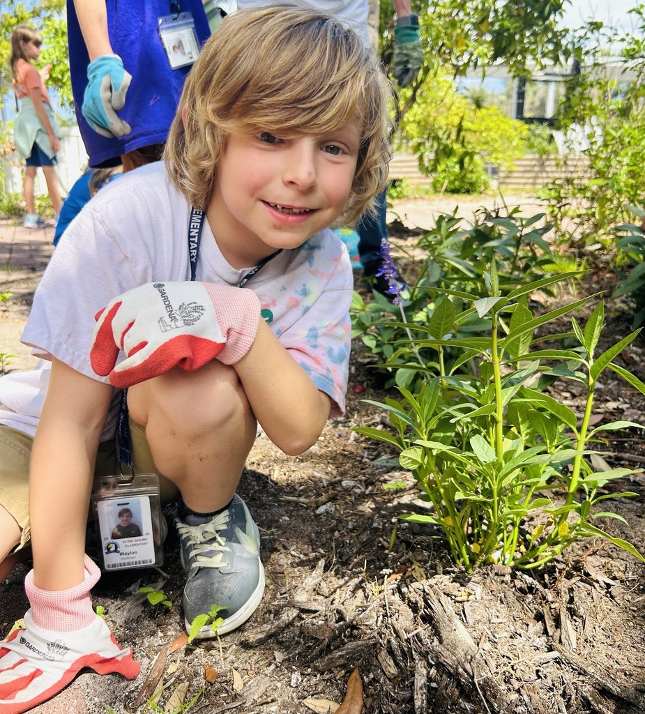 4H student at HSE planting milkweed in our garden