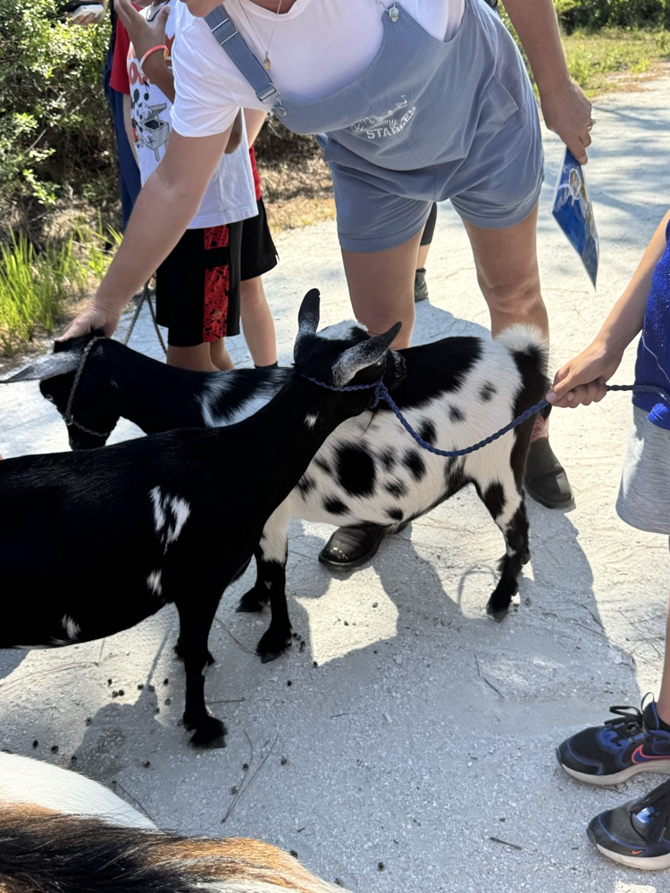 goat walking 