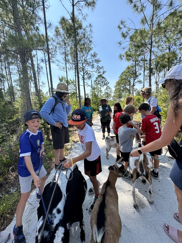 goat walking 