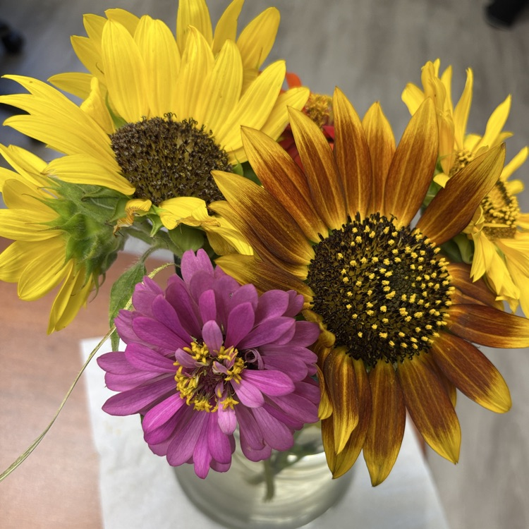 flowers