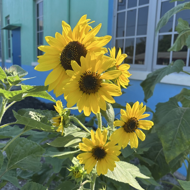 flowers