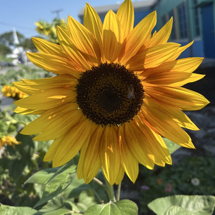 sunflower 