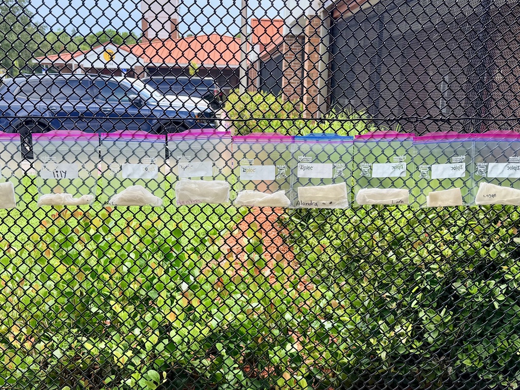 Germination3