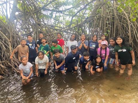 mangroves