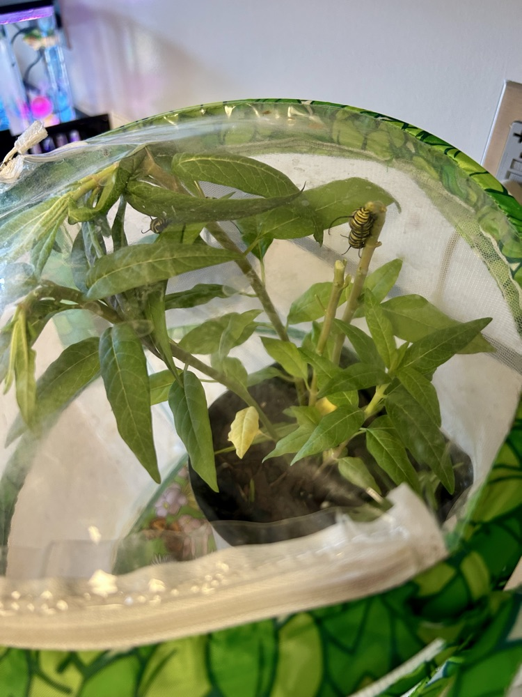 plant