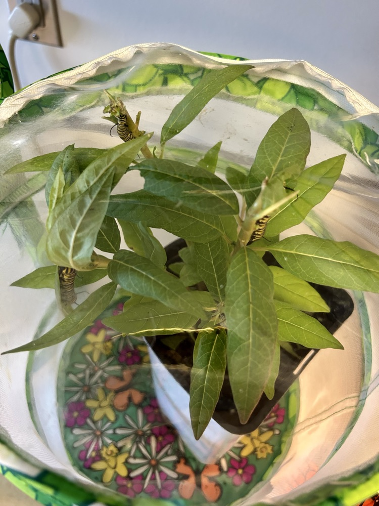 plant