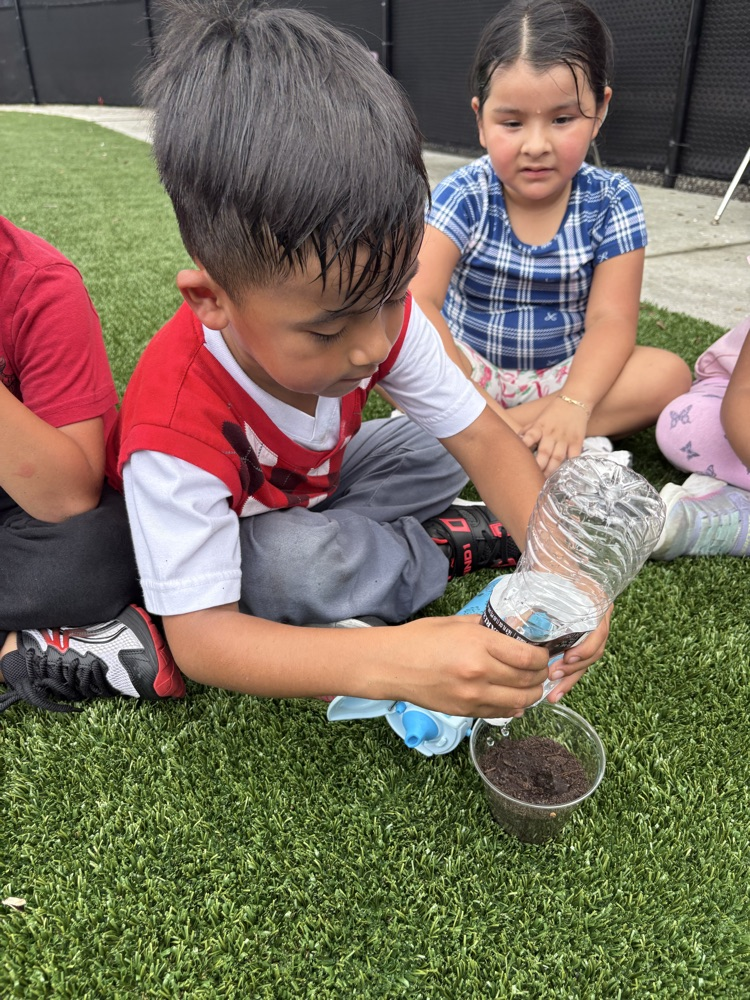planting