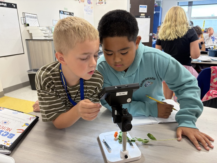 Plant Dissection