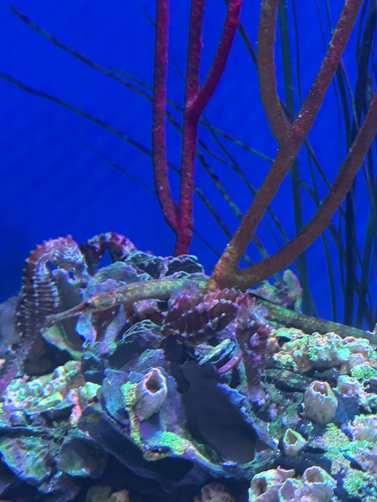 Aquarium