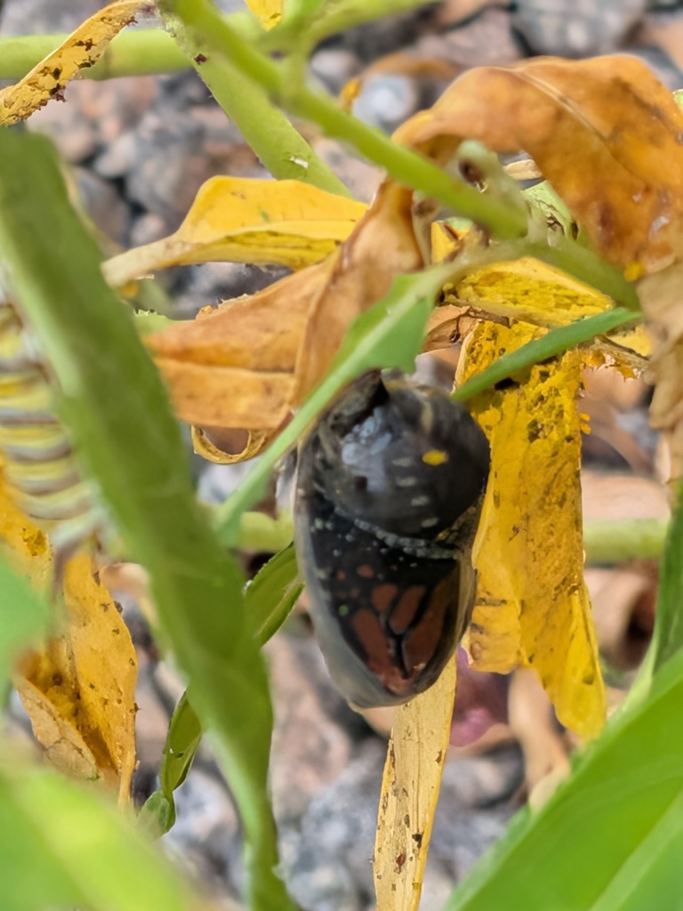 Pollinator Garden
