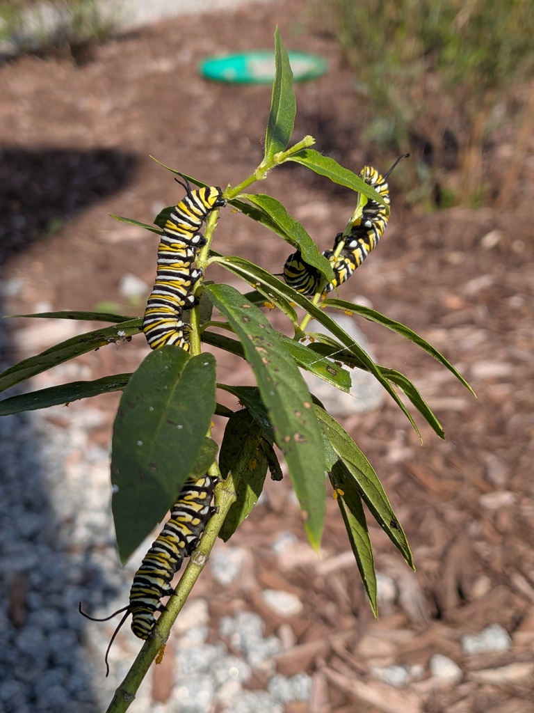 pollinator