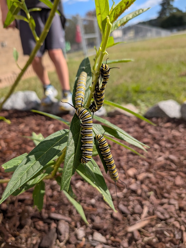 pollinator