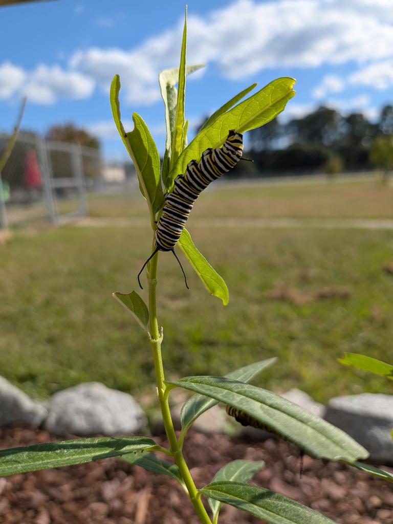 pollinator