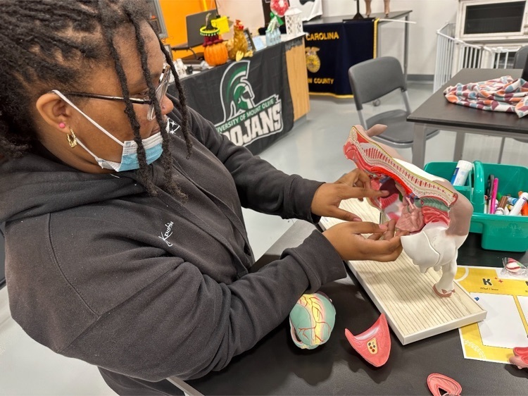 learning parts of a cow