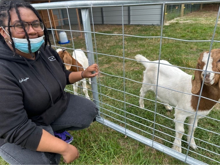 meeting the goats