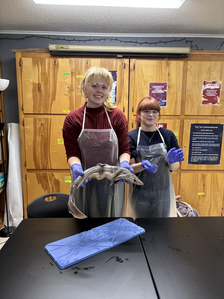 Shark Dissection