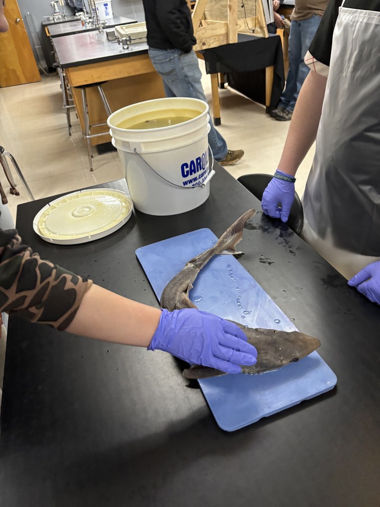 Shark Dissection