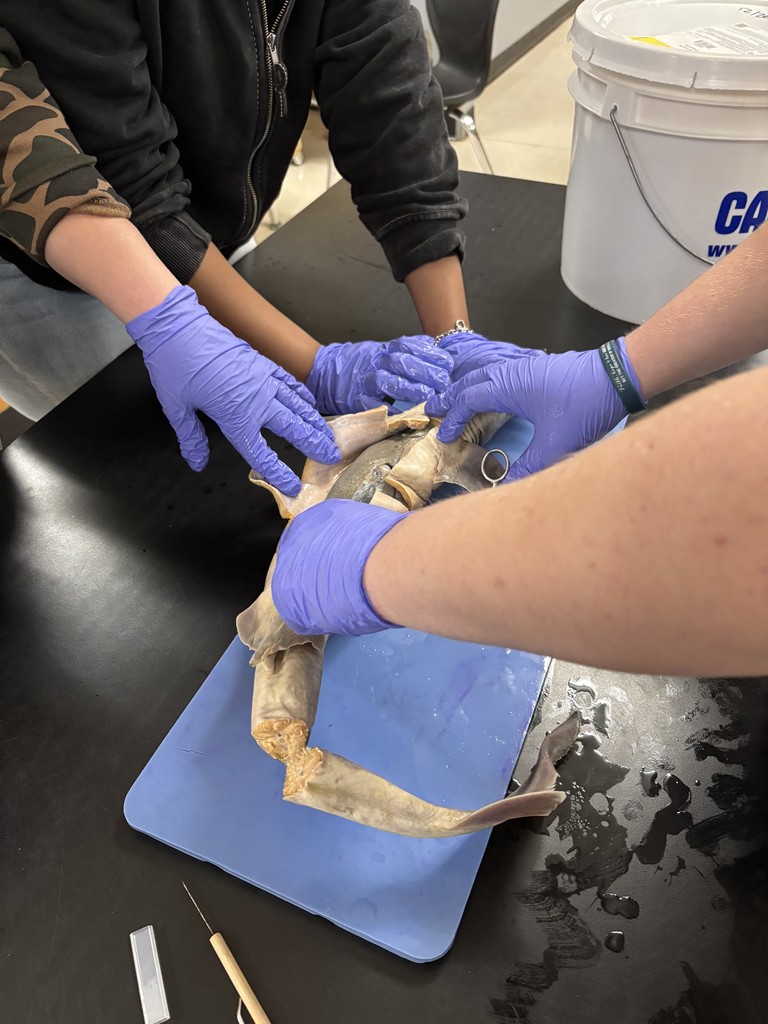 Shark Dissection