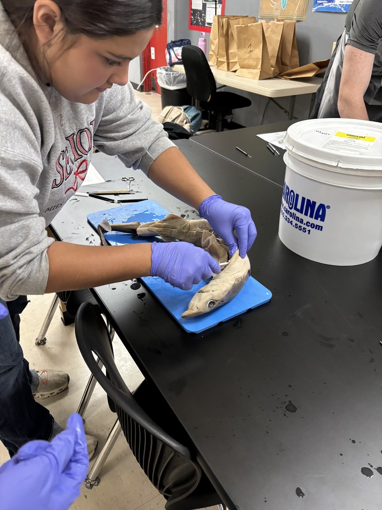 Shark Dissection